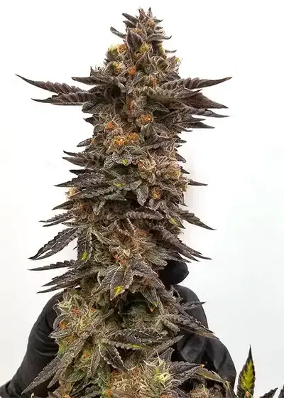 Crushed Berries by Dungeons Vault Genetics, Photoperiod cannabis strain