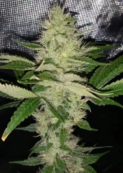 Cry Baby by Dark Horse Genetics, Photoperiod cannabis strain