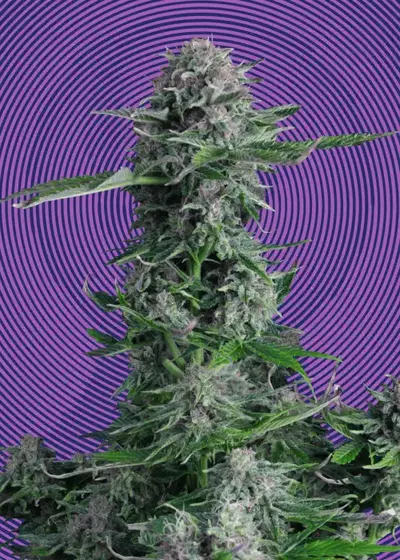 Crystal Ball Auto by Hypno Seeds, Autoflower cannabis strain