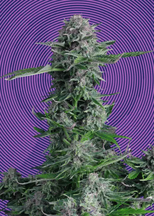 Crystal Ball Auto by Hypno Seeds, Autoflower cannabis strain