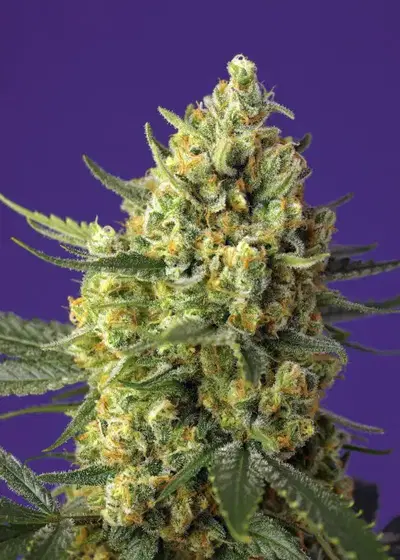 Crystal Candy XL Auto by Sweet Seeds, Autoflower cannabis strain
