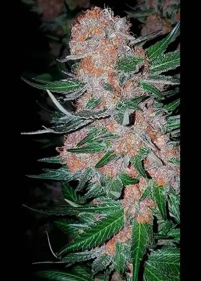 Crystal Gelato by Big Head Seeds, Photoperiod cannabis strain
