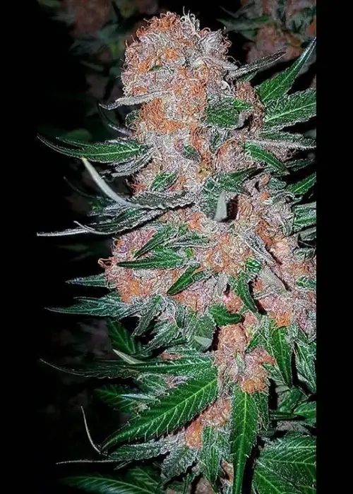 Crystal Gelato by Big Head Seeds, Photoperiod cannabis strain