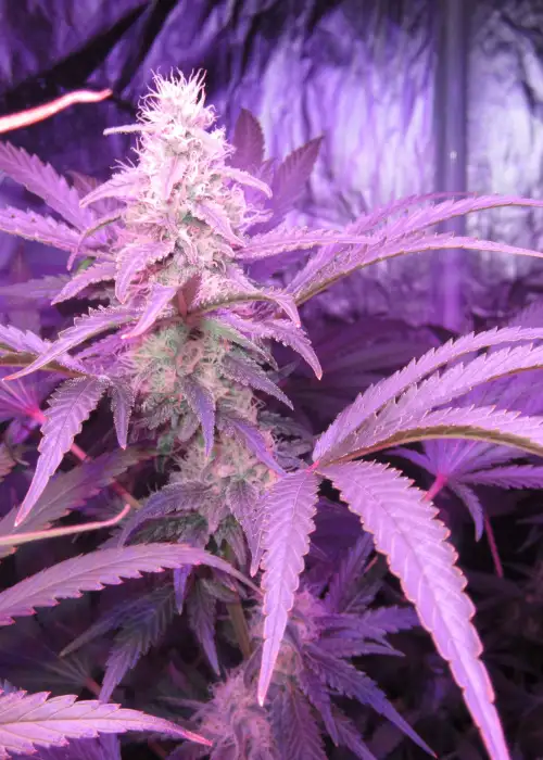 Crystal M.E.T.H. by Dr. Underground, Photoperiod cannabis strain