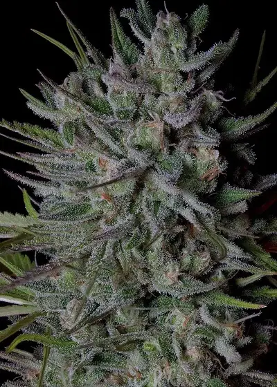 Crystal Runtz by Big Head Seeds, Photoperiod cannabis strain