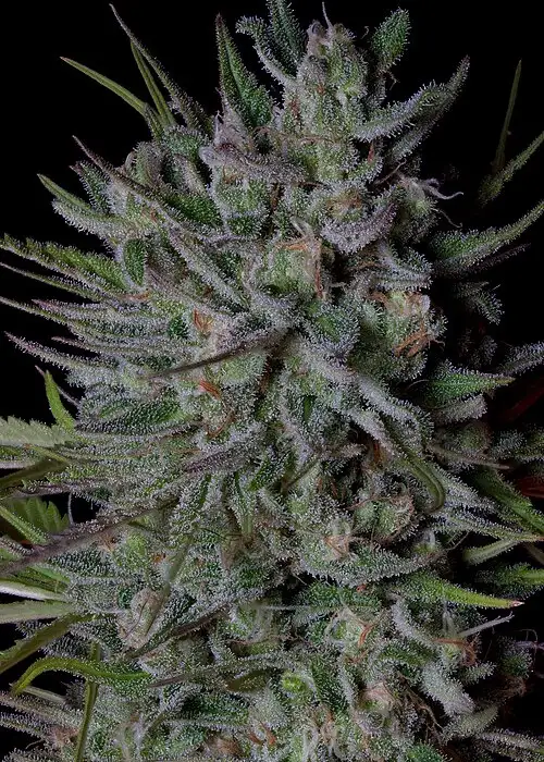 Crystal Runtz by Big Head Seeds, Photoperiod cannabis strain
