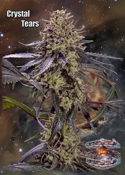 Crystal Tears by GeneSeeds - NemeSeeds, Photoperiod cannabis strain