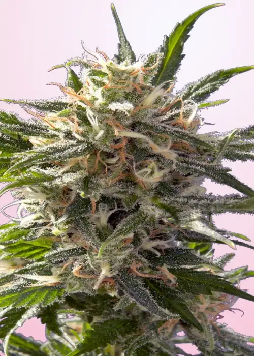 Crystal White by Spliff Seeds, Photoperiod cannabis strain