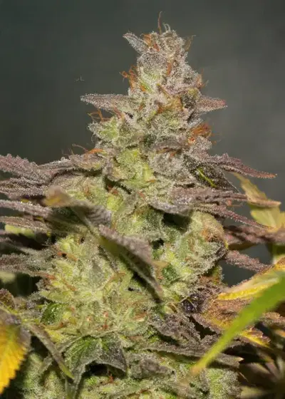 Cthulhu by Ocean Grown Seeds, Photoperiod cannabis strain