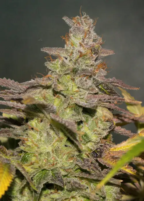 Cthulhu by Ocean Grown Seeds, Photoperiod cannabis strain