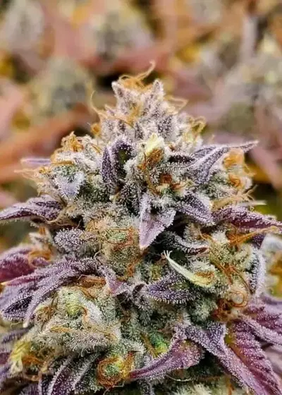 Cumbia Una Vela by R-Kiem Seeds, Photoperiod cannabis strain