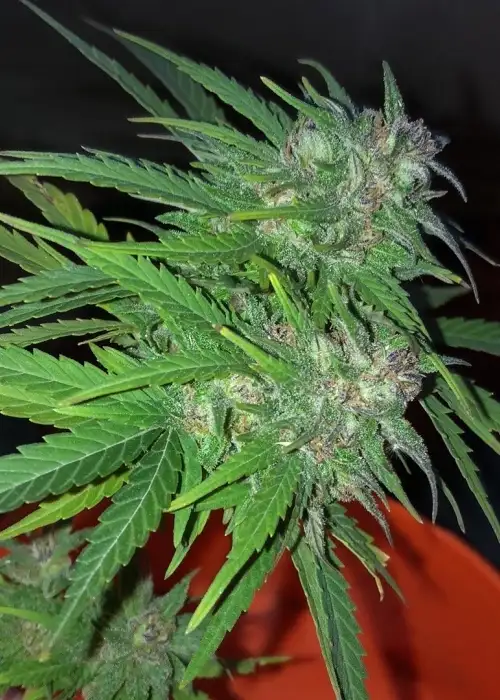 Currant Kush by VIP Seeds, Photoperiod cannabis strain