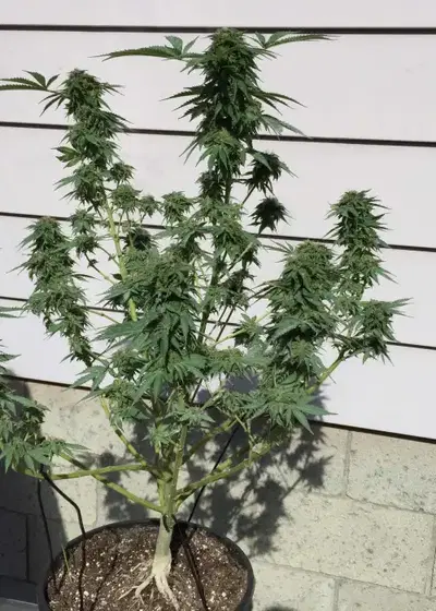 Currylato by The Plug Seedbank, Photoperiod cannabis strain