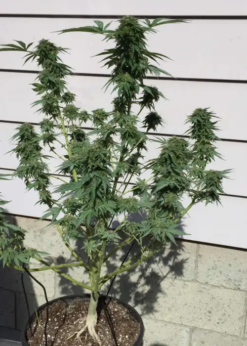 Currylato by The Plug Seedbank, Photoperiod cannabis strain