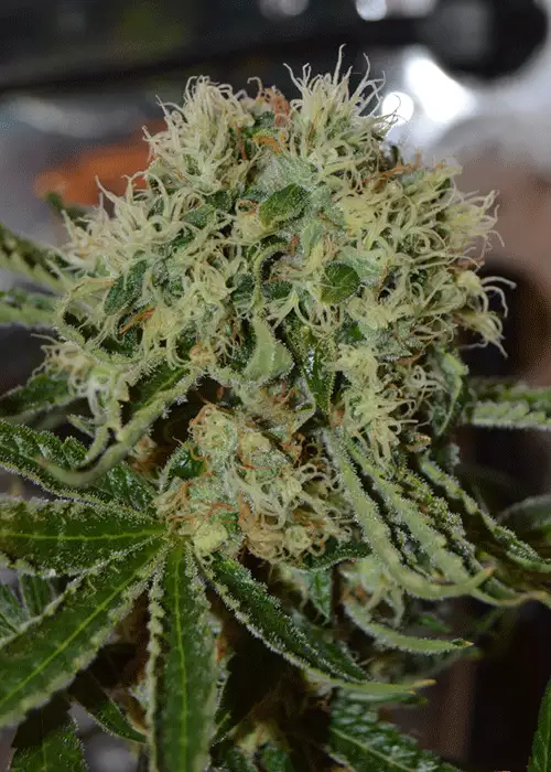 Custard Cream by Cream of the Crop Seeds, Photoperiod cannabis strain