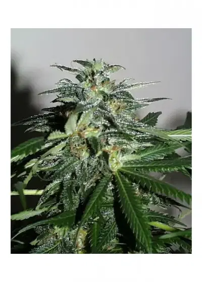 Cyber Cristal by KC Brains, Photoperiod cannabis strain