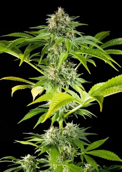 Da Critical by Philosopher Seeds, Photoperiod cannabis strain