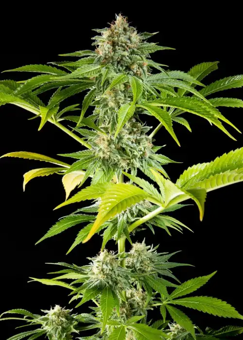 Da Critical by Philosopher Seeds, Photoperiod cannabis strain