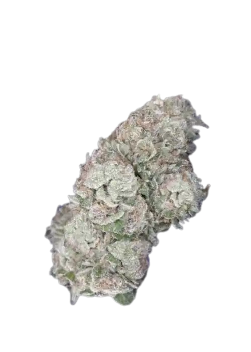 Da Vinci by UKHTA Genetics, Photoperiod cannabis strain