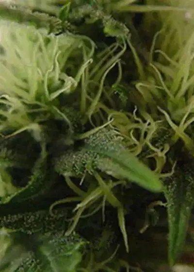 Daddys Girl by Kiwi Seeds, Photoperiod cannabis strain