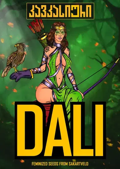 Dali Auto by Caucasian Seeds, Autoflower cannabis strain