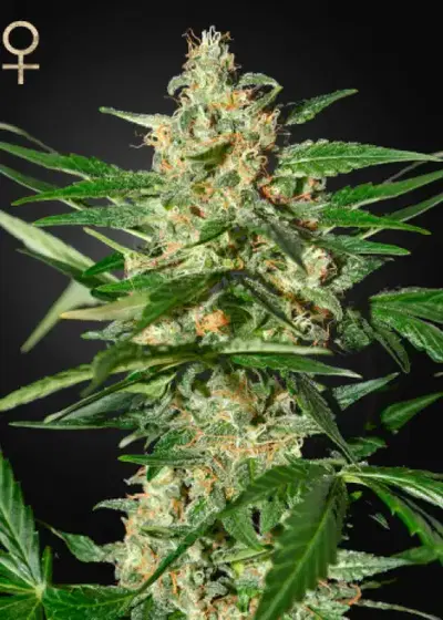 Damnesia Autoflowering by Strain Hunters, Autoflower cannabis strain