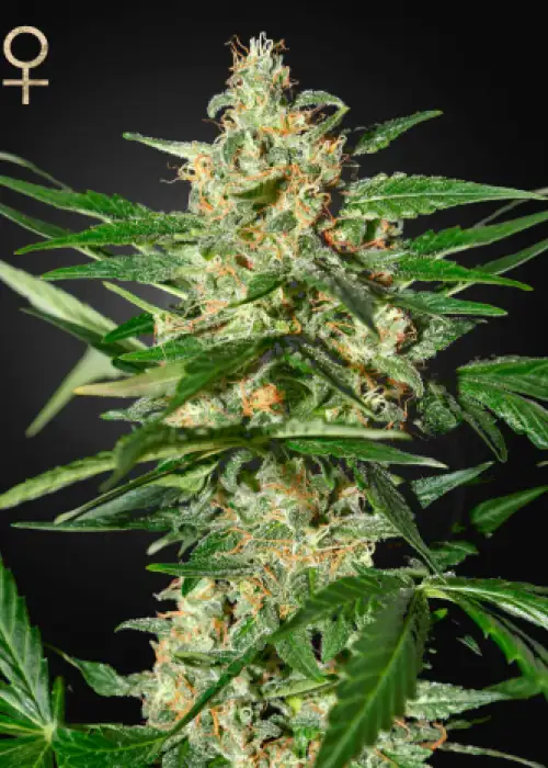 Damnesia Autoflowering by Strain Hunters, Autoflower cannabis strain