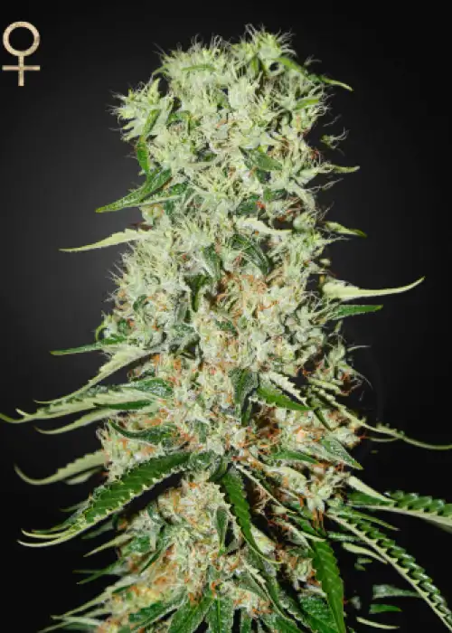 Damnesia by Strain Hunters, Photoperiod cannabis strain