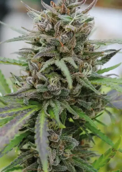 Dancehall by Coastal Genetics, Photoperiod cannabis strain