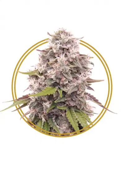 Danish Dynamite by Copenhagen Seed Company, Photoperiod cannabis strain