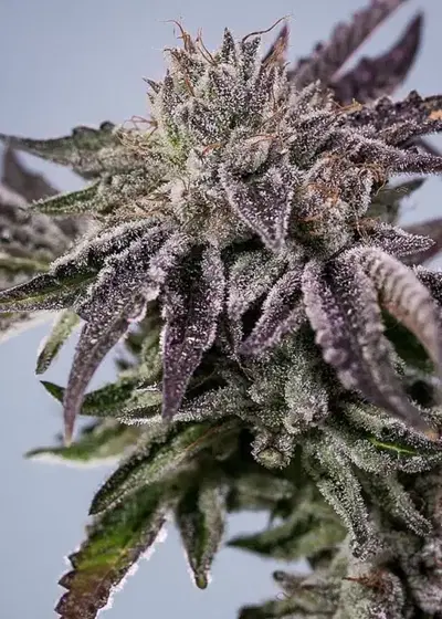 Dank Sinatra by Bodhi Seeds, Photoperiod cannabis strain