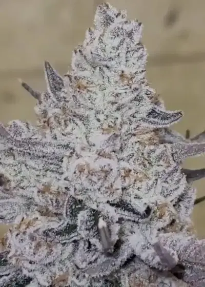 Dante’s Inferno by Clearwater Genetics, Photoperiod cannabis strain
