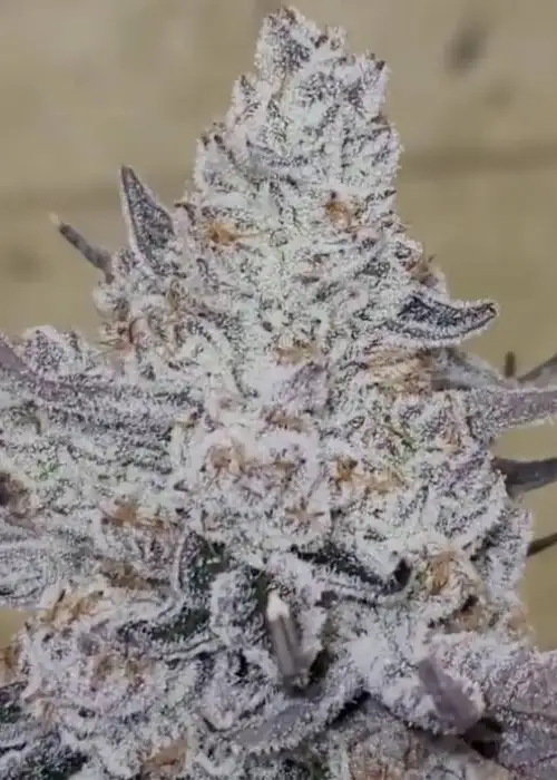 Dante’s Inferno by Clearwater Genetics, Photoperiod cannabis strain