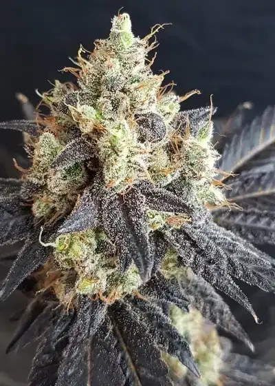Dark Chocolate by Lineage Genetics, Photoperiod cannabis strain