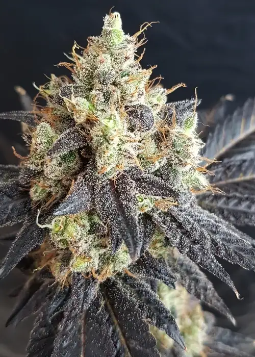 Dark Chocolate by Lineage Genetics, Photoperiod cannabis strain