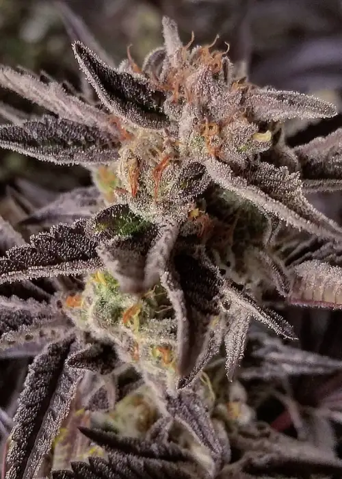Dark Ghost Train by Rare Dankness, Photoperiod cannabis strain