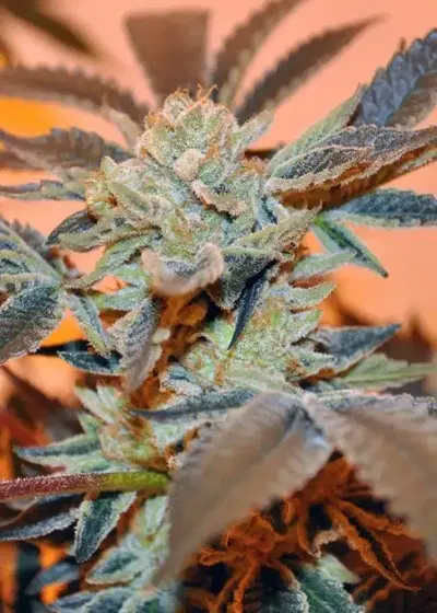 Dark Helmet by Ocean Grown Seeds, Photoperiod cannabis strain