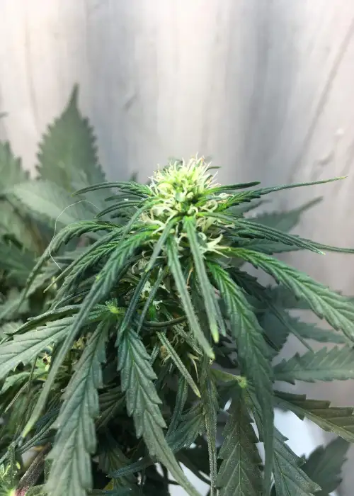 Dark Kush Automatic by Zenseeds, Autoflower cannabis strain