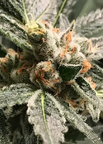 Dark Kush by R-Kiem Seeds, Autoflower cannabis strain