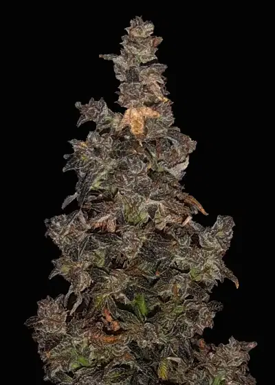Dark Medusa Automatic by Club Riot Seeds, Autoflower cannabis strain