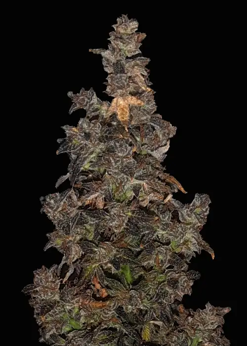 Dark Medusa Automatic by Club Riot Seeds, Autoflower cannabis strain