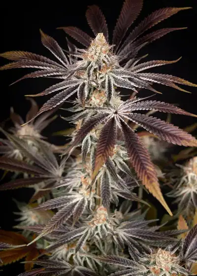 Dark Phoenix by Green House Seed Co., Photoperiod cannabis strain