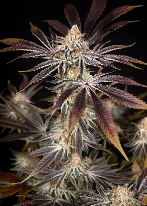 Dark Phoenix by Green House Seed Co., Photoperiod cannabis strain