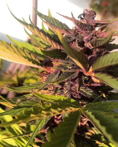 Dark Rose Auto CBD by Elite Seeds, Autoflower cannabis strain