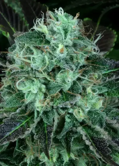 DarkStar by T.H.Seeds, Photoperiod cannabis strain