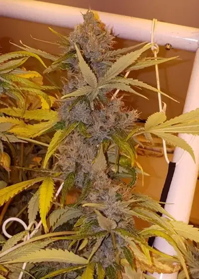 Dave's Dog by Connoisseur Genetics, Photoperiod cannabis strain