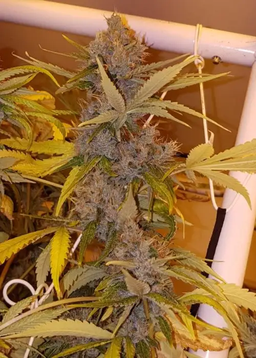 Dave's Dog by Connoisseur Genetics, Photoperiod cannabis strain