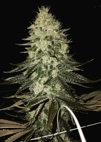 Dawg Dank by Relentless Genetics, Photoperiod cannabis strain