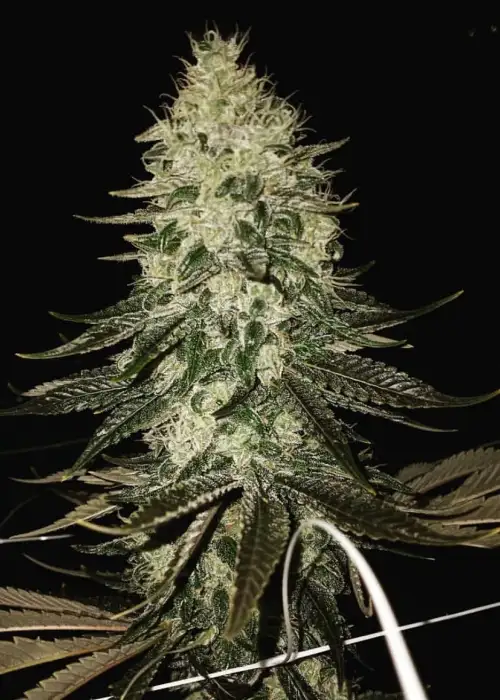 Dawg Dank by Relentless Genetics, Photoperiod cannabis strain