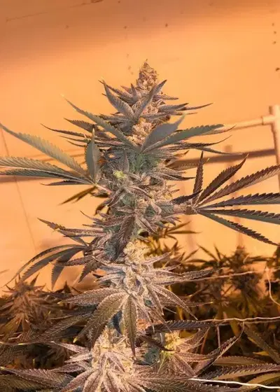 Dayger by Mosca Seeds, Photoperiod cannabis strain